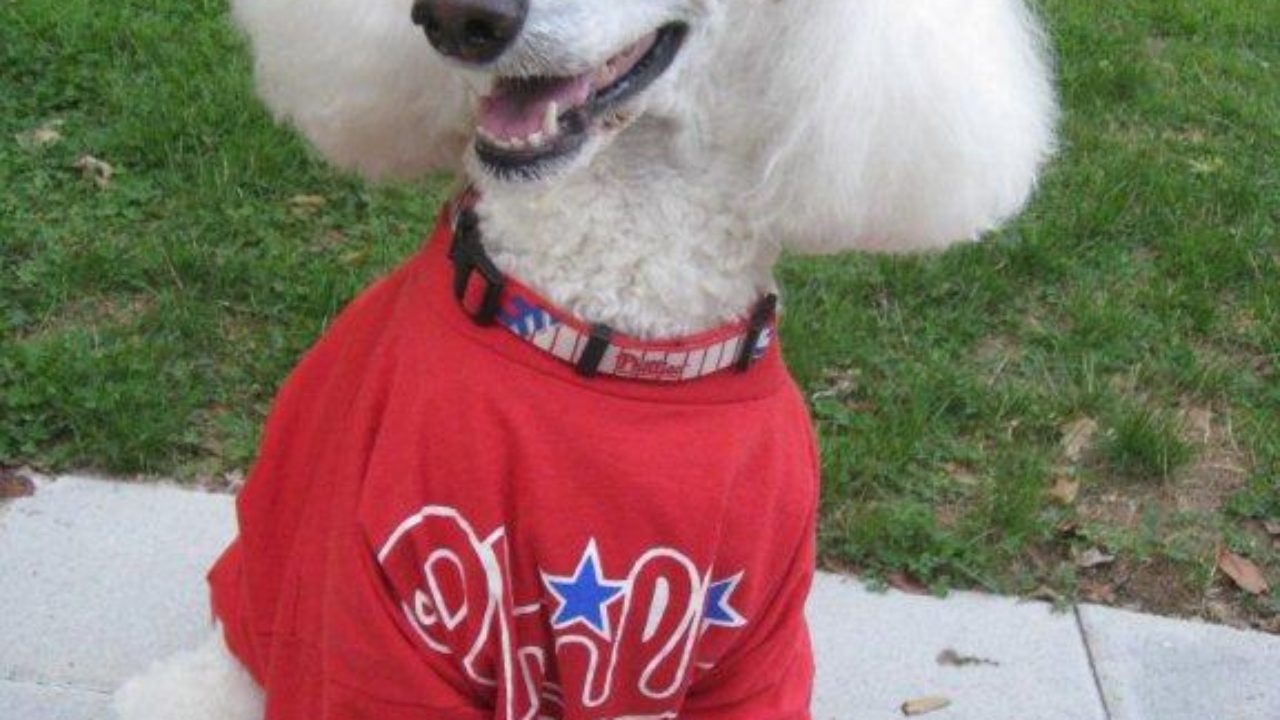 Share Your Phillies Pet Photo and Win  Phillies Nation - Your source for  Philadelphia Phillies news, opinion, history, rumors, events, and other fun  stuff.