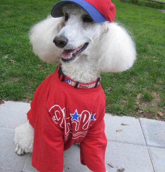 phillies dog hat